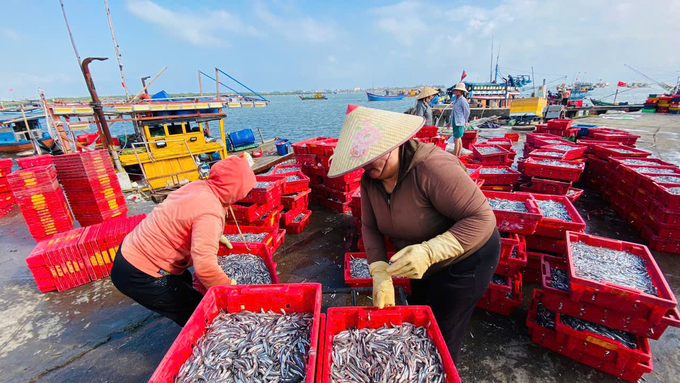 Những phụ nữ bốc vác thuê ở bến cá có thêm thu nhập nhờ được mùa cá cơm. Ảnh: L.K.