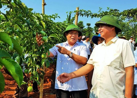 Thứ trưởng Bộ NN-PTNT Võ Văn Hưng (bên phải) trong lần đi tham quan mô hình cây chanh leo được trồng theo công nghệ cao tại huyện Hướng Hóa (Quảng Trị). Ảnh: Nguyễn Phúc.