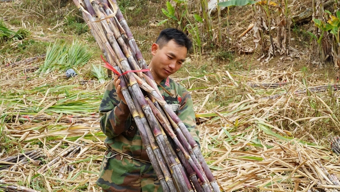 Anh Cầm Văn Sơn năm nay có thu nhập hơn 100 triệu đồng từ 2ha trồng mía nguyên liệu. Ảnh: Đức Bình.