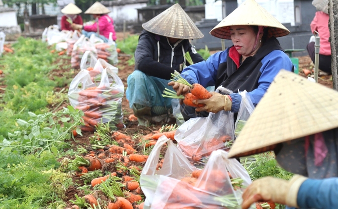 Cà rốt và su su là 2 mặt hàng chủ lực của xã Quỳnh Liên. Ảnh: Ngọc Linh.