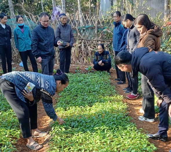 Hướng dẫn kỹ thuật chăm sóc cây giống cho các hộ tham gia mô hình. Ảnh: Quỳnh Anh.