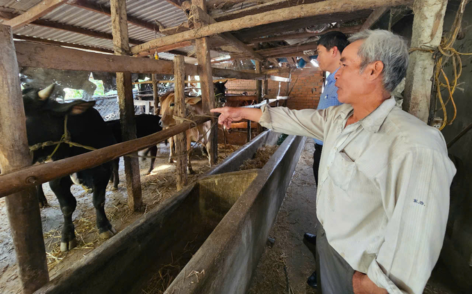 Ông Ngô Văn Trọng cho biết, khi tiêm vacxin phòng bệnh cho đàn bò đầy đủ nên rất yên tâm chăn nuôi. Ảnh: KS.