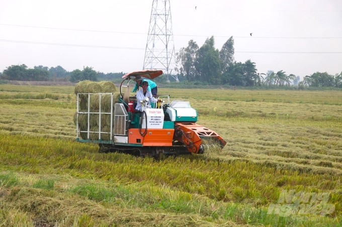 The collection and reuse of straw after harvesting rice is one of the typical efforts of the circular economy in agriculture. Photo: Kim Anh.