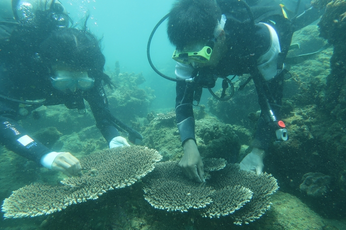 The management board of the Cu Lao Cham Nature Reserve takes care of the coral after planting for restoration.