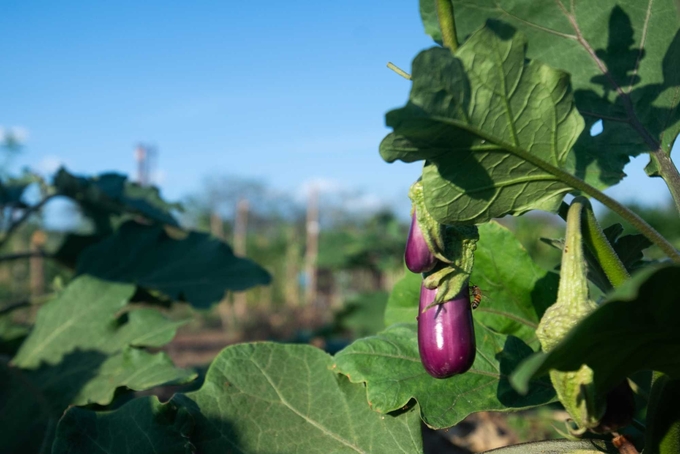 Bees, butterflies, and other insects are crucial for the reproduction of many crops, directly boosting yields.