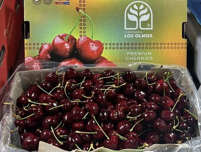 Cherry nhập khẩu từ Chile có giá thấp nhất trong nhiều năm, với những quả cỡ nhỏ được bán với giá 149.000 đồng/kg (tương đương 5,9 USD) tại một khu chợ ở TP. HCM. Ảnh: Freshplaza.