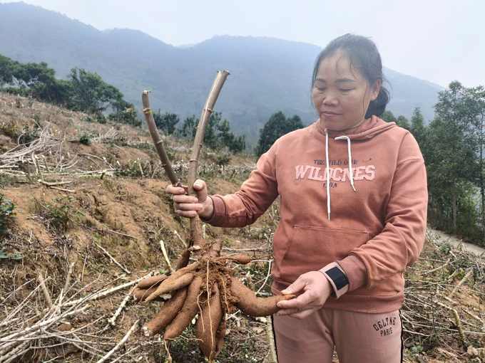 Giá sắn tươi xuống thấp, nhiều hộ chưa thu hoạch để chờ tăng giá. Ảnh: Thanh Tiến.