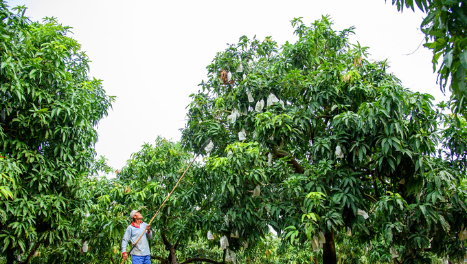 An Giang is one of the two provinces with the largest mango cultivation area in the Mekong Delta, second only to Dong Thap, with over 12.000 hectares of various types of mangoes such as Keo mango, seedless mango and Hoa Loc mango. Photo: Le Hoang Vu.