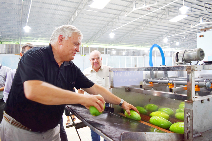 In recent years, businesses and cooperatives in An Giang have strengthened the linkage between mango production and consumption. Photo: Le Hoang Vu.