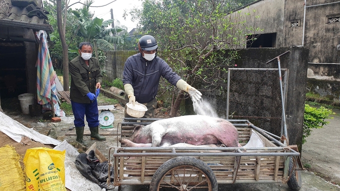 Dịch tả lợn Châu Phi làm hàng trăm gia súc ốm, chết phải tiêu hủy. Ảnh: Thanh Nga.