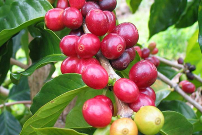 Latest domestic and global coffee prices on February 25, 2025