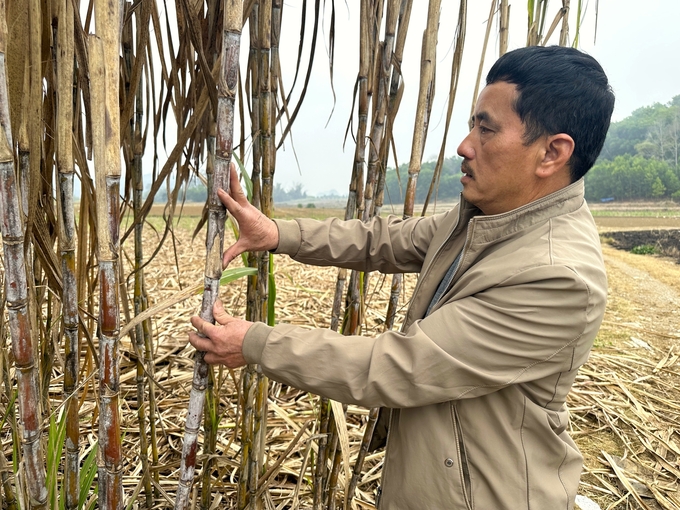 Ông Lý Văn Phương chuẩn bị mía giống cho vụ mới. Ảnh: Quang Linh.