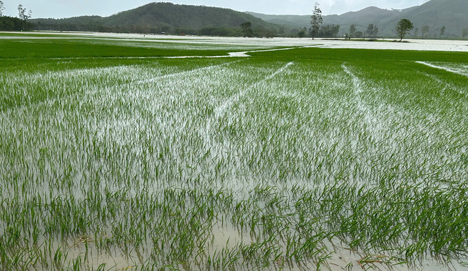 Để khôi phục cây trồng, bà con cần áp dụng tối đa mọi khả năng, biện pháp để tiêu nước triệt để càng nhanh càng tốt. Ảnh: KS.