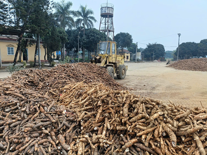 Vùng nguyên liệu sắn Văn Yên đang suy giảm nghiêm trọng về năng suất, chất lượng. Ảnh: Thanh Tiến.