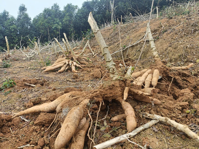 Hàm lượng tinh bột trong củ sắn ở Văn Yên thấp bởi đất bạc màu và người dân trồng xen canh với cây lâm nghiệp. Ảnh: Thanh Tiến.