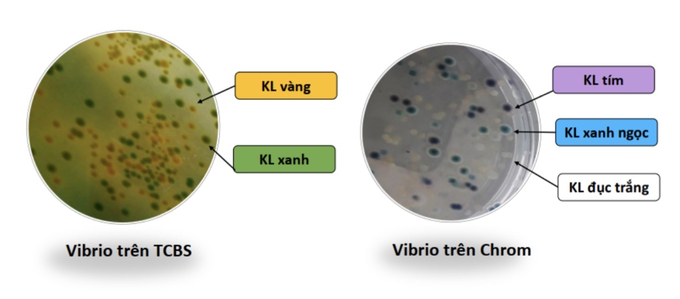 Vibrio trên TCBS và Vibrio trên Chrom agar. Ảnh: Gia Phú.