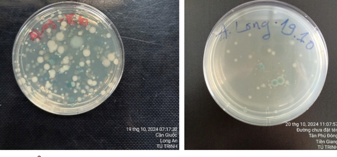 Khuẩn lạc Vibrio trước và sau khi dùng VITRO của farm anh Long. Ảnh: Gia Phú.