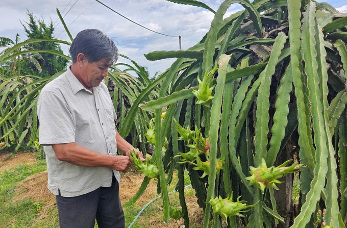 Binh Thuan is known as the dragon fruit production capital of the whole country. Photo: KS.