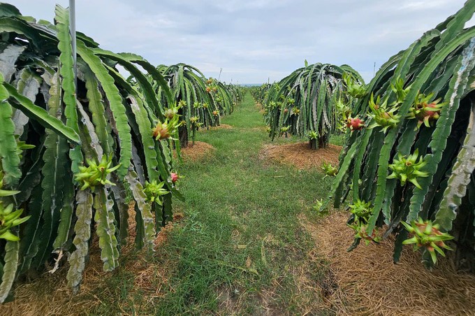 Binh Thuan farmers are gradually improving the quality of dragon fruit. Photo: KS.