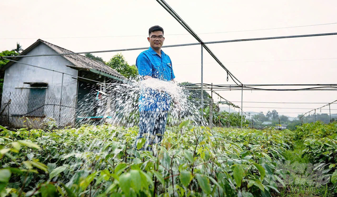 Giám đốc HTX - anh Bùi Văn Tường dưỡng nước cho vườn giống cây trám đen. Ảnh: Hải Tiến.