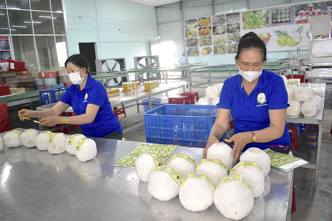 Hung Thinh Phat Clean Agriculture Cooperative is the first packaging facility in Tien Giang province to export fresh coconuts to China. Photo: Minh Dam. 