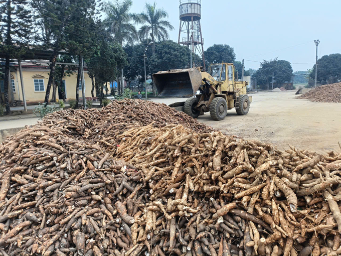 Huyện Văn Yên chỉ đạo các địa phương duy trì vùng sắn nguyên liệu và liên kết chặt chẽ với các doanh nghiệp chế biến. Ảnh: Thanh Tiến.