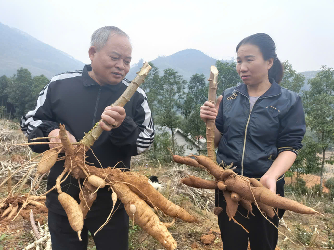 Khuyến nông huyện Văn Yên đang tập trung tuyên truyền, hướng dẫn nông dân chú trọng canh tác sắn bền vững trên đất dốc. Ảnh: Thanh Tiến.