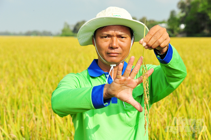 Qua 3 vụ lúa, nông dân tham gia mô hình giảm chi phí sản xuất lúa còn 16,8 triệu đồng/ha, lợi nhuận đạt 34 triệu đồng/ha/vụ. Ảnh: Lê Hoàng Vũ.