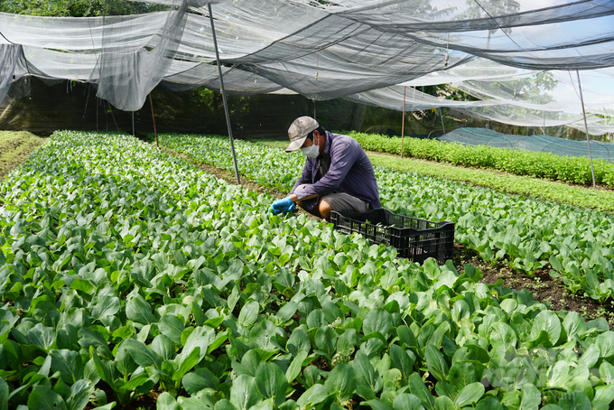 Nhờ được hỗ trợ vay vốn từ Chương trình giảm nghèo, nhiều nông dân TP.HCM có mức thu nhập khá. Ảnh: Nguyễn Thủy.