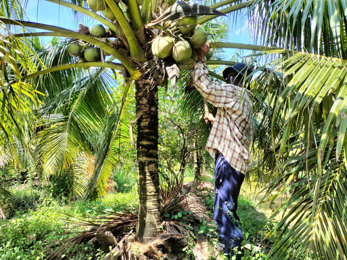 Fresh coconut is the latest addition to the list of Vietnamese agricultural products approved for export to China. Photo: Minh Dam. 