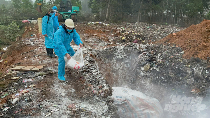 Five households suffer more than 600 kg of pork loss because of foot and mouth disease. Photo: Quoc Toan.