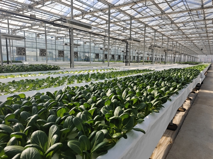 This undated photo shows vegetables growing in greenhouses equipped with hydroponic technology in Shandong province. Photo: Xinhua.