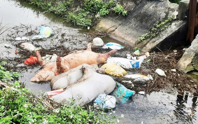 Dead pigs are dumped haphazardly on N9 canal, Thach Tri commune, Ha Tinh city. Photo: Tam Phung.