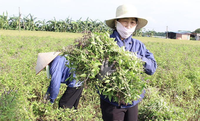 Trồng húng quế chiết xuất tinh dầu khá nhàn, thu nhập gấp 3 - 5 lần trồng lúa.