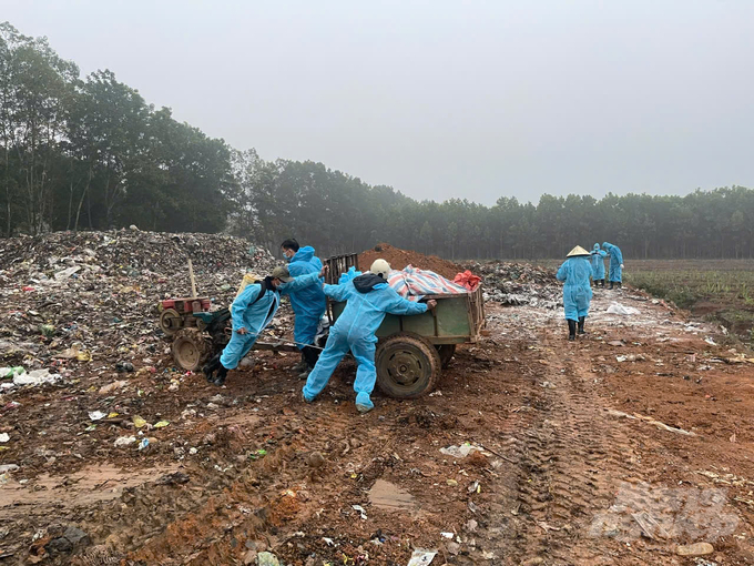 It is common practice to destroy pigs that die from foot-and-mouth disease. Photo: Quoc Toan.