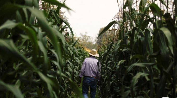 Mexico defends indigenous strains of corn amid spat with the U.S., in Texcoco.