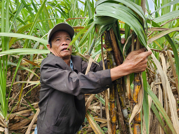 Ông Trần Đình Tài cho biết, nhờ áp dụng tưới nhỏ giọt, ruộng mía nhà ông cho năng suất 100 tấn/ha. Ảnh: KS.