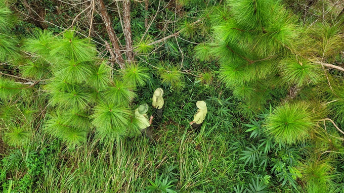 Many areas in Ta Dung National Park are well-suited for outdoor activities such as picnicking and camping.