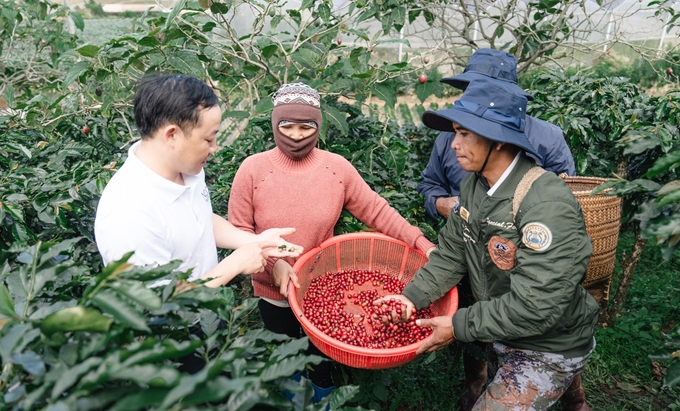 The conference will focus on discussing standards and regulations for coffee growing areas that comply with EUDR regulations. Photo: TL.