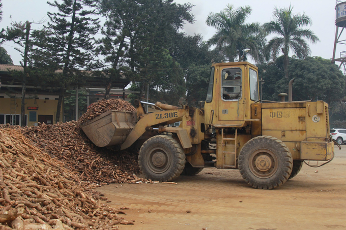 Giá sắn bấp bênh là một trong những nguyên nhân làm nhiều hộ dân quay lưng với cây sắn. Ảnh: Thanh Tiến.