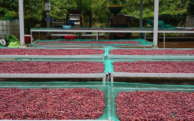 The conference is expected to be a turning point in the journey to bring Dak Lak coffee further and enhance its position in the international market. Photo: TL.