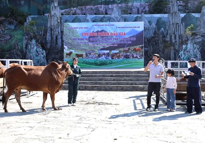 Chương trình đấu giá 'Bò vàng Hà Giang' góp phần nâng cao thương hiệu và giá trị của con bò vùng cao nguyên đá. Ảnh: Tư liệu.