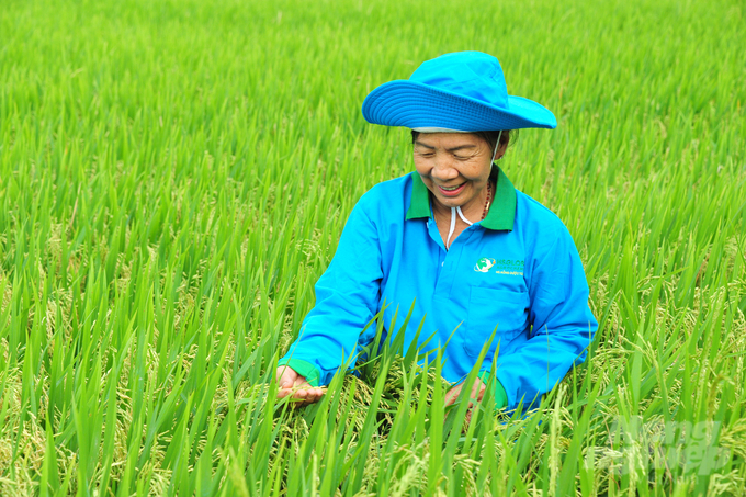 Sản phẩm Vô Gạo Toàn Cầu giúp tăng năng suất và giảm chi phí sản xuất cho nông dân. Ảnh: Gia Phú.