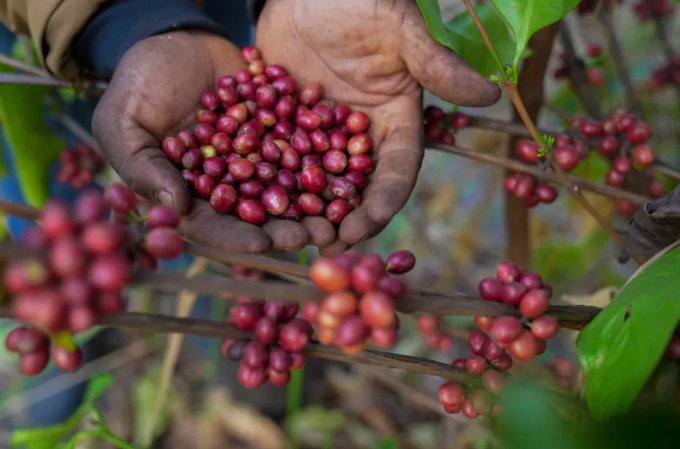 Excelsa coffee cherries are harvested at a farm near Nzara, South Sudan on Friday, Feb. 14, 2025. Photo: AP/Brian Inganga.