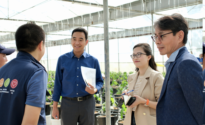 The delegation of the Korean Ministry of Agriculture, Food and Rural Affairs (MAFRA) visited the smart agriculture model in Moc Chau, Son La sponsored by the South Korean Government. Photo: Quynh Chi.