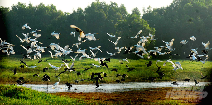 People living around Tram Chim National Park are striving to create areas suitable for the habitat of the sarus crane. Photo: Le Hoang Vu. 