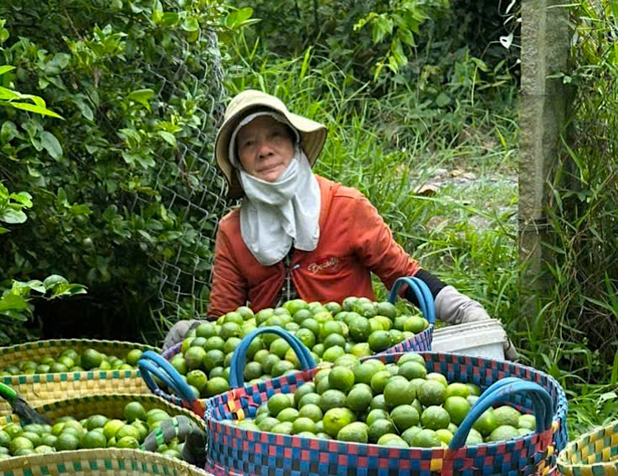 Giá chanh đang ở mức thấp nhiều ngày qua. Ảnh: Minh Đảm.