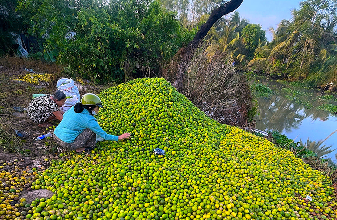 Chanh dạt phải đổ bỏ. Ảnh: Minh Đảm.