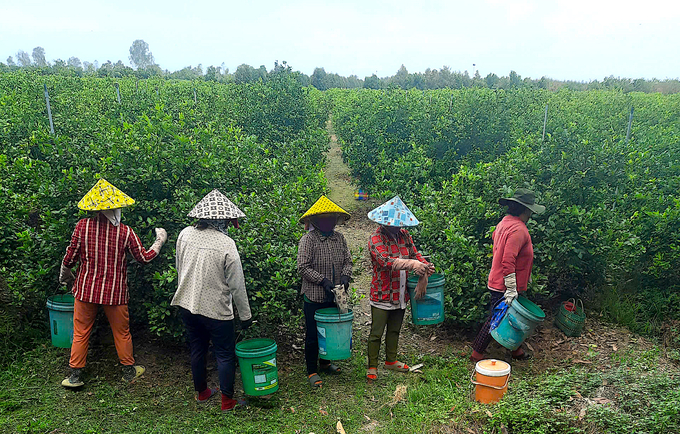 Chi phí thuê nhân công hái chanh hết 1.200đ/kg, cộng với công vận chuyển, nhiều nhà vườn bán chanh không đủ chi phí thu hoạch. Ảnh: Minh Đảm.