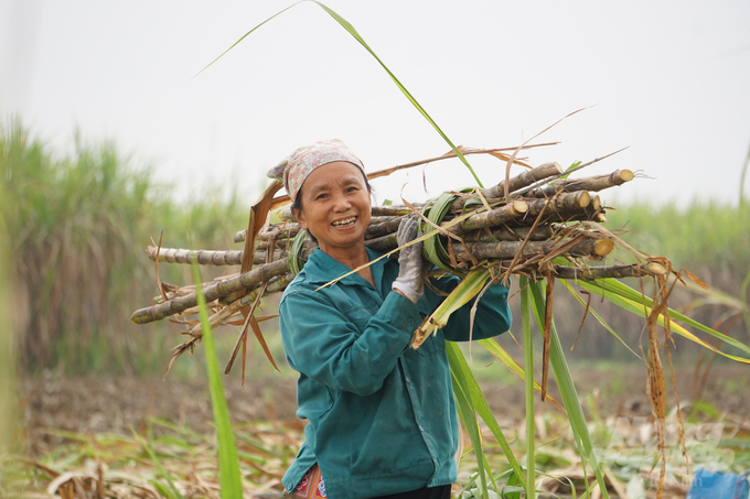 Nông dân phấn khởi vì mía được mùa, được giá. Ảnh: Quốc Toản.